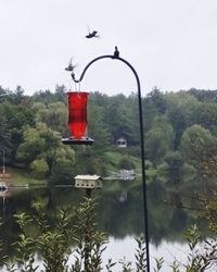 Bird flying over lake against sky
