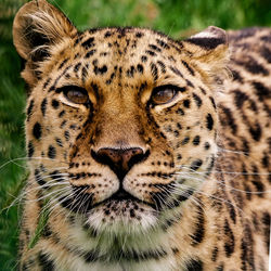 Close-up portrait of a cat