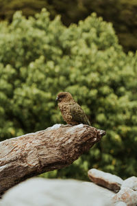 Close-up of bird perching on wood