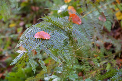 Close-up of red mushroom growing on tree