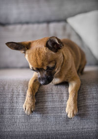 Close-up of a dog resting