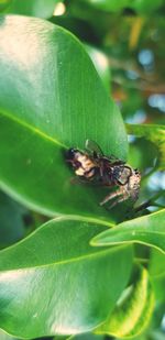 Close-up of insect on leaf