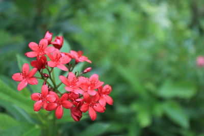 Close-up of pink flowering plant in park