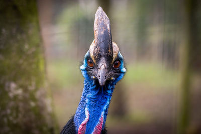 Close-up of peacock