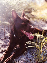 Australian kelpie lying down on field