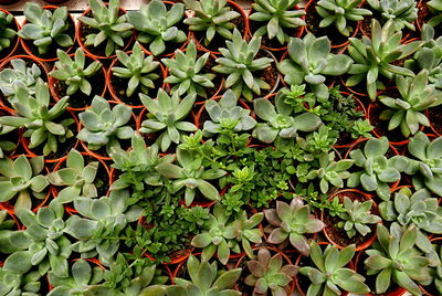 Full frame shot of plants in garden