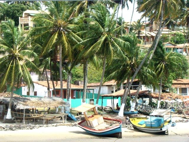 palm tree, water, tree, boat, day, growth, nature, sky, outdoors, no people, green color, tranquility