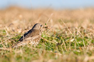 Close-up of bird perching on field