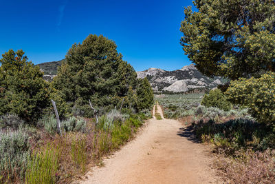 Footpath amidst trees against clear blue sky