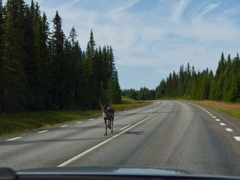 View of a horse on road