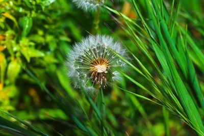 Close-up of dandelion on field