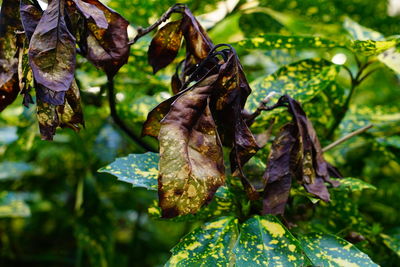 Close-up of dry leaf on plant