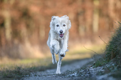 Dogs running on field