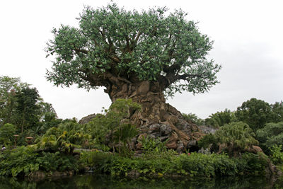 Low angle view of trees