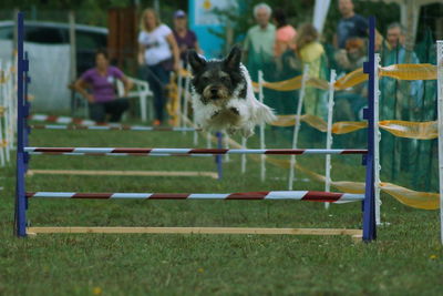 Dog in park