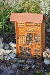 Bee on grass against the wall