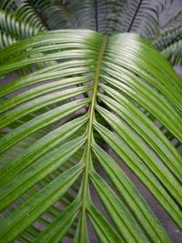 Close-up of palm leaves