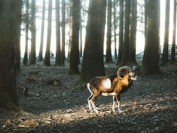 Sheep on tree trunk in forest