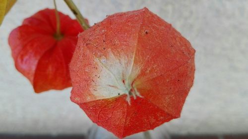 Close-up of red flowers