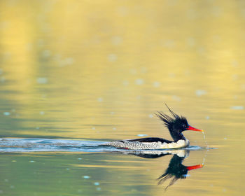 Scaly-sided merganser swimming on lake