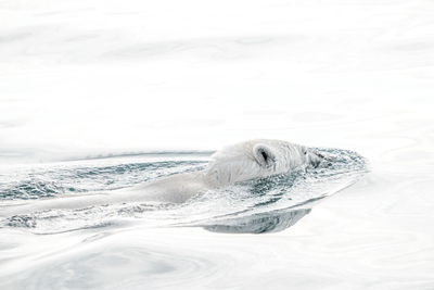 Polar bear swimming in sea