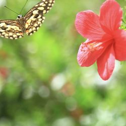 Close-up of butterfly on pink flowering plant