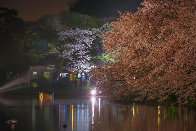 Illuminated trees by lake at night