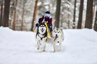 View of dog on snow covered land