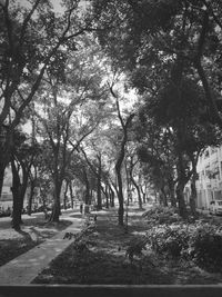 Trees growing in sunlight