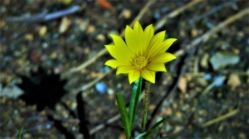 Close-up of yellow flower blooming outdoors