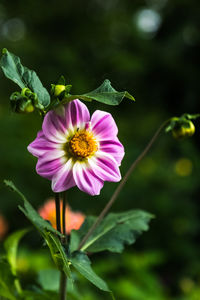 Close-up of pink flower blooming outdoors