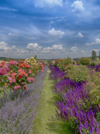 Purple flowering plants on field against sky