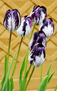 White and purple tulips blooming by wall
