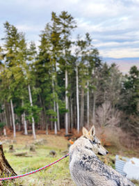 View of an animal on field