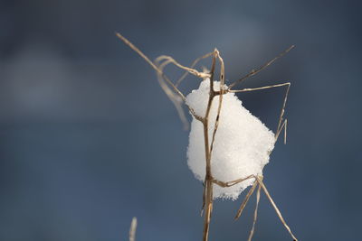 Close-up of insect