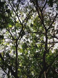 Low angle view of trees against sky