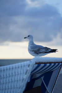 Young european herring gull sitting on a strandkorb at warnemünde beach