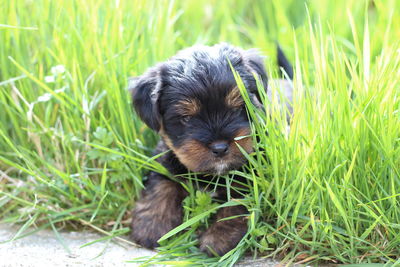 High angle view of puppy relaxing on field