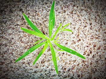 Close-up of leaves on plant