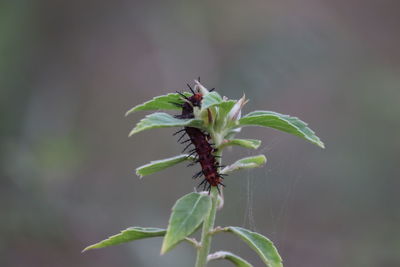 Close-up of insect on plant