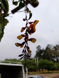 Low angle view of fruits growing on tree against sky