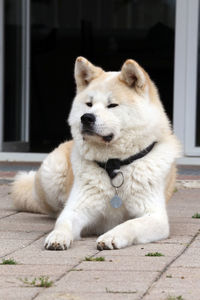 Portrait of white dog relaxing outdoors