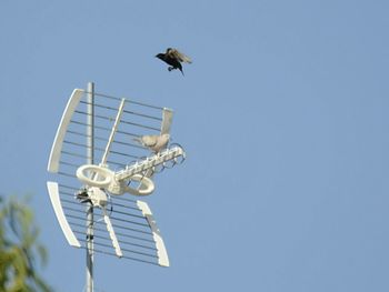 Low angle view of birds flying in sky