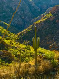 Cactus plants growing on mountain