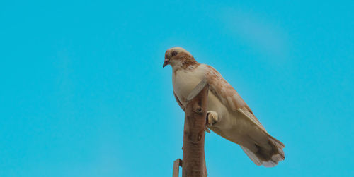 Low angle view of bird perching against blue sky