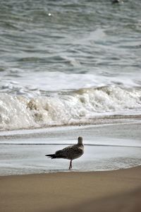 Bird on shore at beach