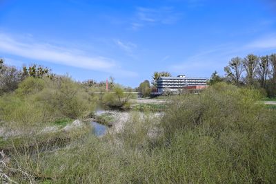 Plants on field against blue sky
