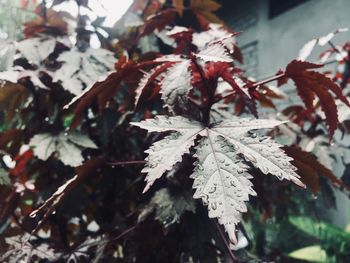 Close-up of maple leaves on tree during winter