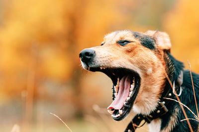 Close-up of dog yawning