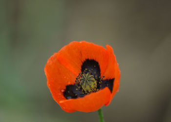 Close-up of orange poppy flower